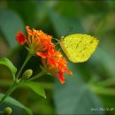 노랑나비 이미지