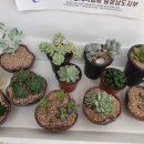 살구미농장 | 천안 아산 다육이 농장 방문