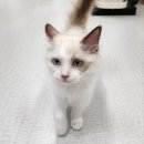 에브리캣 이미지