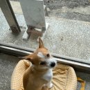 푸루스플라워