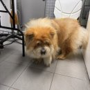 🐶 차우차우 12살 ‘장군이’ 여름나기 미용 후기 (노령견 케어)