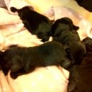 와이즈 동물병원 이미지