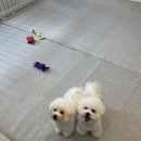 동글하개 이미지