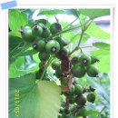 와우농장 이미지