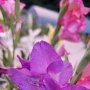 글라디오러스 이미지