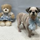 복탄산수 이미지