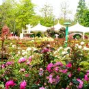 장미공원 이미지