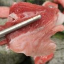 준참치 이미지