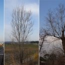 미루나무 이미지