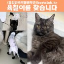 (고양이를 찾습니다) 새벽에 가출한 육칠이를 찾아요 !! 이미지