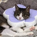 유경분식 | 나는 정녕 이대로 괜찮은 것인가