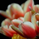 김천초교 이미지