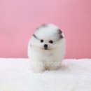 멍멍이샵 이미지