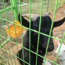 창녕화왕산 그린펜션 이미지