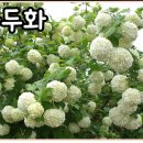 분꽃농장 이미지