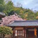 밀양향교 | 부산근교 매화 스팟, 한국의 정서와 매화를 만끽할 수 있는 곳 - 밀양향교, 한우소달구지&amp;육장갈비 후기