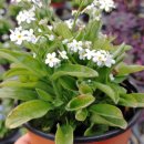 점핑하이 이미지