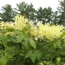 기성망양 이미지