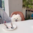 시흥식당 | 시흥 물왕저수지 애견동반식당 다이너 DINER 방문 후기