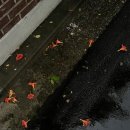 씨유 원주로데오점 | [경고] 배고픈 사람 출입금지ㅠ 먹고놀고먹고염색하고먹고먹태깡도구함