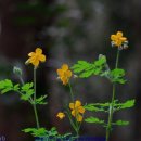 큰꽃지천 이미지