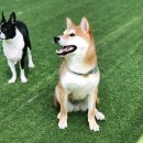 혼자두면 장판뜯어서 차린 개카페 이미지