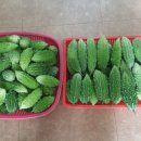 여주-0409 네이버블로그