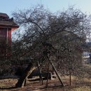 석성동헌 탱자나무 이미지