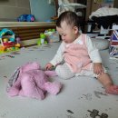 핑크버니 이미지