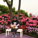 울산 장생포 고래마을 수국축제 24년 06월 17일 이미지