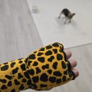 퀸스복싱 이미지