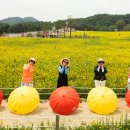 유채꽃 만개’ 철원 고석정꽃밭 드론촬영 관광객 북적 이미지
