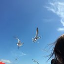 장사도 배시간 # 놓치지말고 예약하자 !