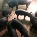 제주흑돼지 이미지