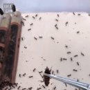 혐주의)개미가있는집에 바퀴벌레가 없는 이유..gif 이미지