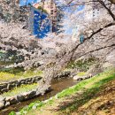 삼호동주민센터 | 2026년 봄_울산 무거천 궁(弓)거랑 벚꽃 '26.4.2(목)