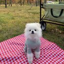 위드독(with dog) | [홍천] 애견과 함께하는 감성 카라반 스테이위드독(stay with dog) 방문 후기