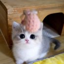 서울고양이분양 묘연 이미지