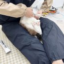 묘리깡 이미지