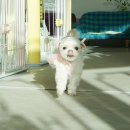 슈가 펫살롱 이미지