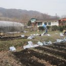 백마농장3 이미지