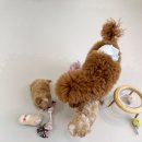 소망켄넬 이미지