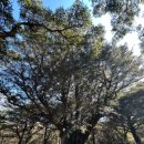 비자림힐링펜션 | 제주 비자림 – 조용한 숲 데이트 (겨울엔 더 고요한 힐링 산책)