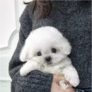 천안강아지분양 우리집퍼피 천안아산본점 (하이도그) 이미지