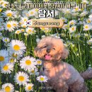 담서 | 장성 카페 광주 근교 샤스타데이지 만개한 애견동반 핫플 담서 후기