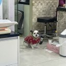 상도힐링동물병원 | 동작구 소동물 동물병원 햄스터 병원 추천 | 상도힐링동물병원