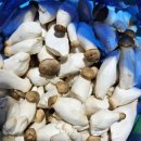 땅끝 해남 속노랑 쌈배추 // 새송이 버섯 // 밑둥 빨강 ㅡ 남해 섬초 (시금치) 이미지