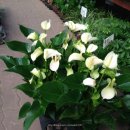 평화공판장 이미지