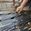 (주)일군 | 남해 마늘심는시기, 은퇴 후 밭을 일군 부모님 도운 딸의 하루