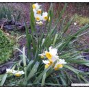 노을과포도향기 이미지